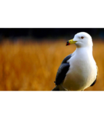 Sony 55-210 mm/F 4,5-6,3 OSS 55 mm-Lens - Image 2