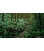 Sony - FE 24-105mm F4 G OSS Standard Zoom Lens (SEL24105G/2), Black - Image 3