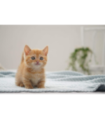 Sony Alpha 70-350mm F4.5-6.3 G OSS Super-Telephoto APS-C Lens - Image 13