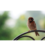 Sony Alpha 70-350mm F4.5-6.3 G OSS Super-Telephoto APS-C Lens - Image 12