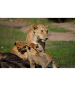 Sony Alpha 70-350mm F4.5-6.3 G OSS Super-Telephoto APS-C Lens - Image 10