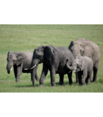 Sony Alpha 70-350mm F4.5-6.3 G OSS Super-Telephoto APS-C Lens - Image 8