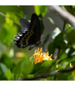 Sony Alpha 6700 – APS-C Interchangeable Lens Camera with 26 MP Sensor, 4K Video, AI-Based Subject Recognition, Log Shooting, LUT Handling and Vlog Friendly Functions and 18-135mm Zoom Lens - Image 5